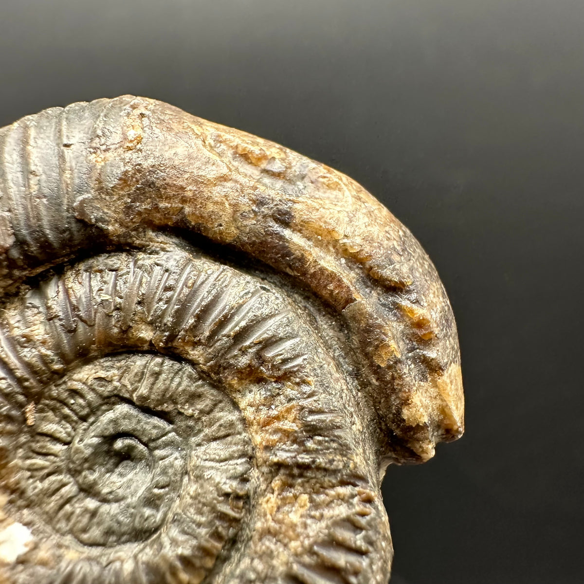 Snakestone Ammonite Fossil With Bag/Box And Stand - Whitby, North Yorkshire Jurassic Coast Yorkshire Fossils