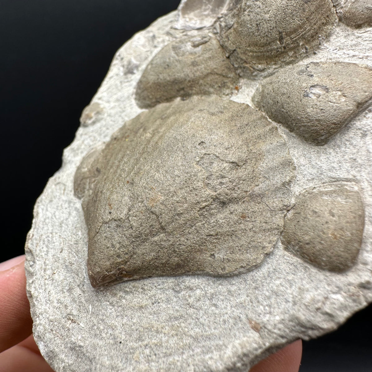 Shell fossil with stand - Whitby, North Yorkshire, Jurassic Coast, Yorkshire Fossils