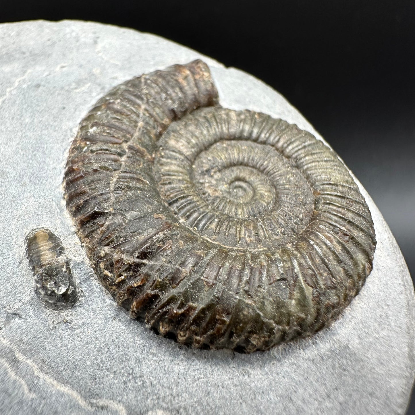 Dactylioceras Ammonite Fossil With Box And Stand - Whitby, North Yorkshire Jurassic Coast Yorkshire Fossils