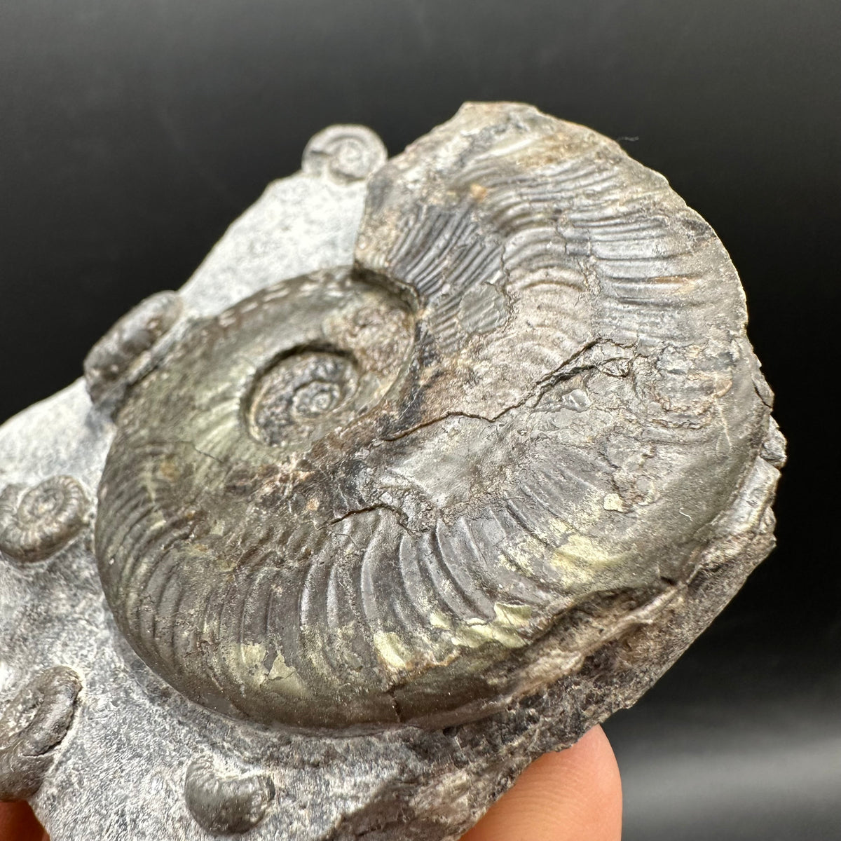 Harpoceras Sp. Ammonite fossil with stand - Whitby, North Yorkshire Jurassic Coast Yorkshire Fossils