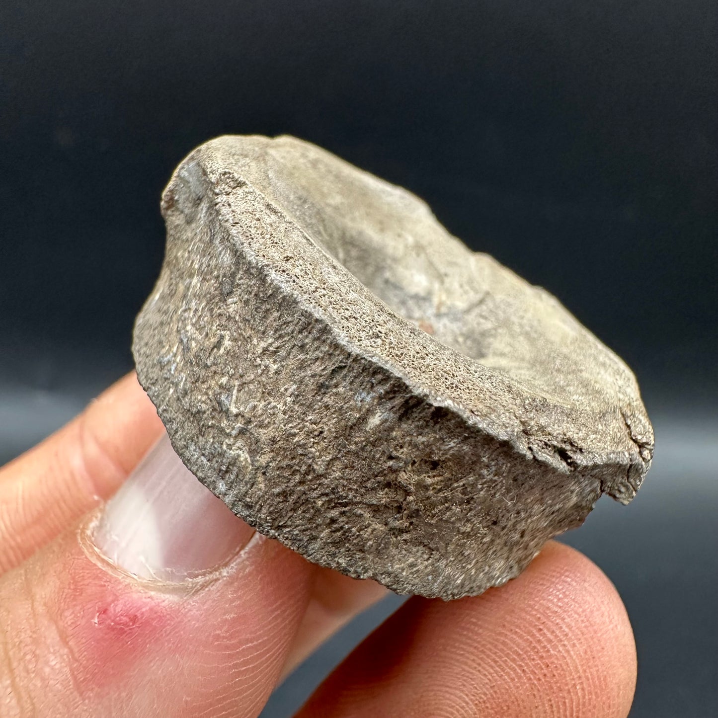 Ichthyosaur Vertebra fossil with box and stand - Whitby, North Yorkshire Jurassic Coast, Yorkshire fossils found on the Jurassic Coast