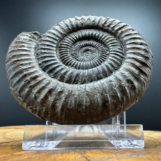 Dactylioceras Ammonite Fossil With box and Stand - Whitby, North Yorkshire Jurassic Coast Yorkshire Fossils