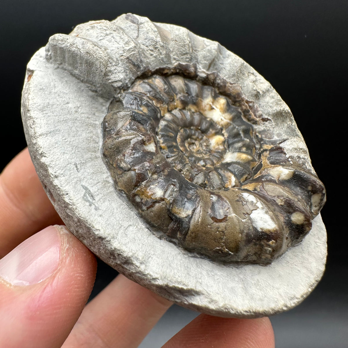 Androgynoceras maculatum ammonite fossil with box and stand - Whitby, North Yorkshire Jurassic Coast Yorkshire Fossils