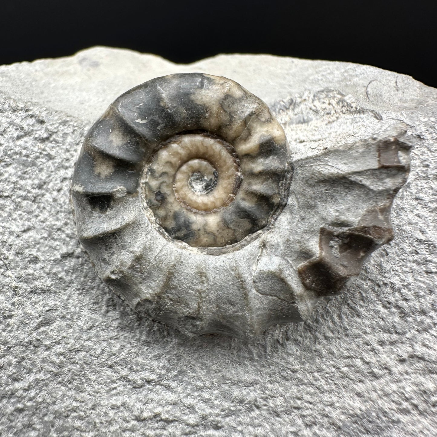 Eugassiceras Ammonite shell fossil with box and stand - Whitby, North Yorkshire Jurassic Coast Yorkshire Fossils