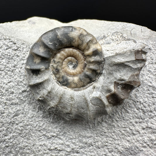 Eugassiceras Ammonite shell fossil with box and stand - Whitby, North Yorkshire Jurassic Coast Yorkshire Fossils