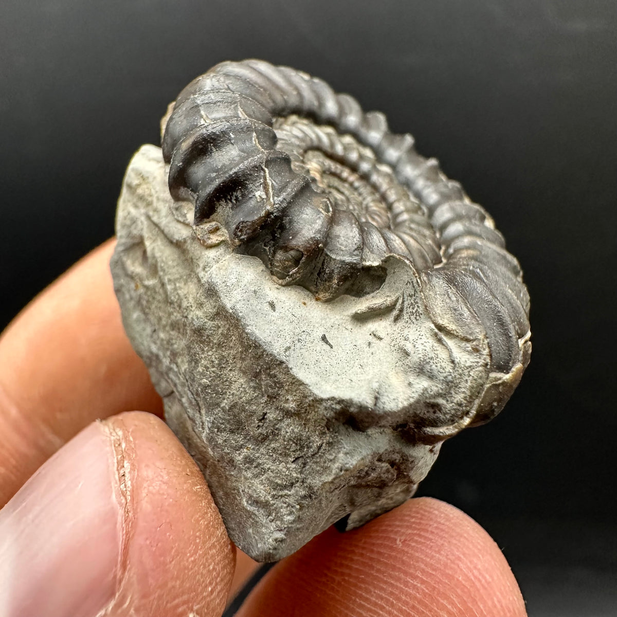 Gagaticeras Ammonite fossil with box and stand - Whitby, North Yorkshire Jurassic Coast Yorkshire Fossils