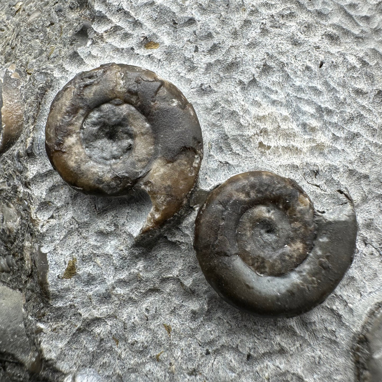 Arnioceras ammonite shell fossil with stand - Whitby, North Yorkshire Jurassic Coast Yorkshire Fossils