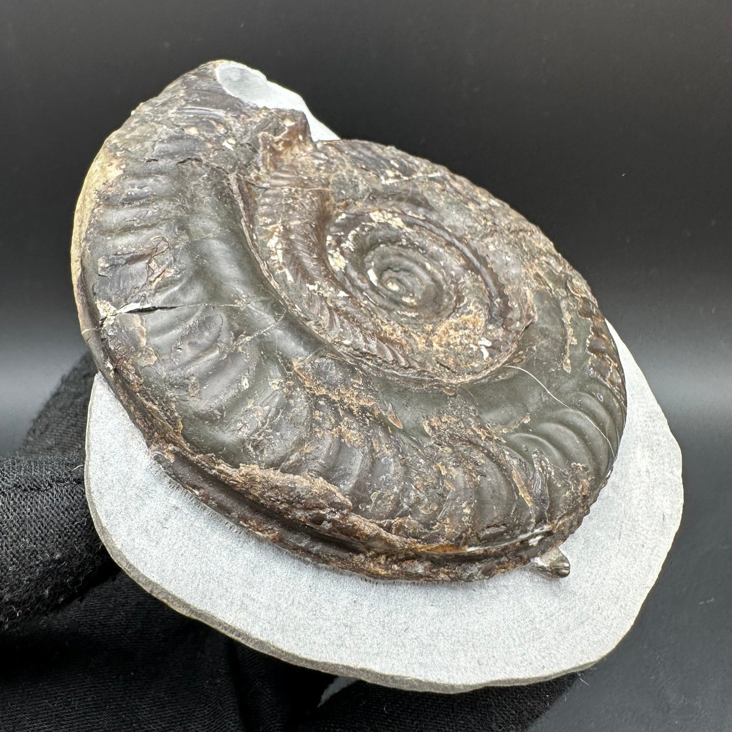 Hildoceras Bifrons Ammonite fossil with box and stand - Whitby, North Yorkshire Jurassic Coast, Yorkshire Fossils from the Jurassic Coast
