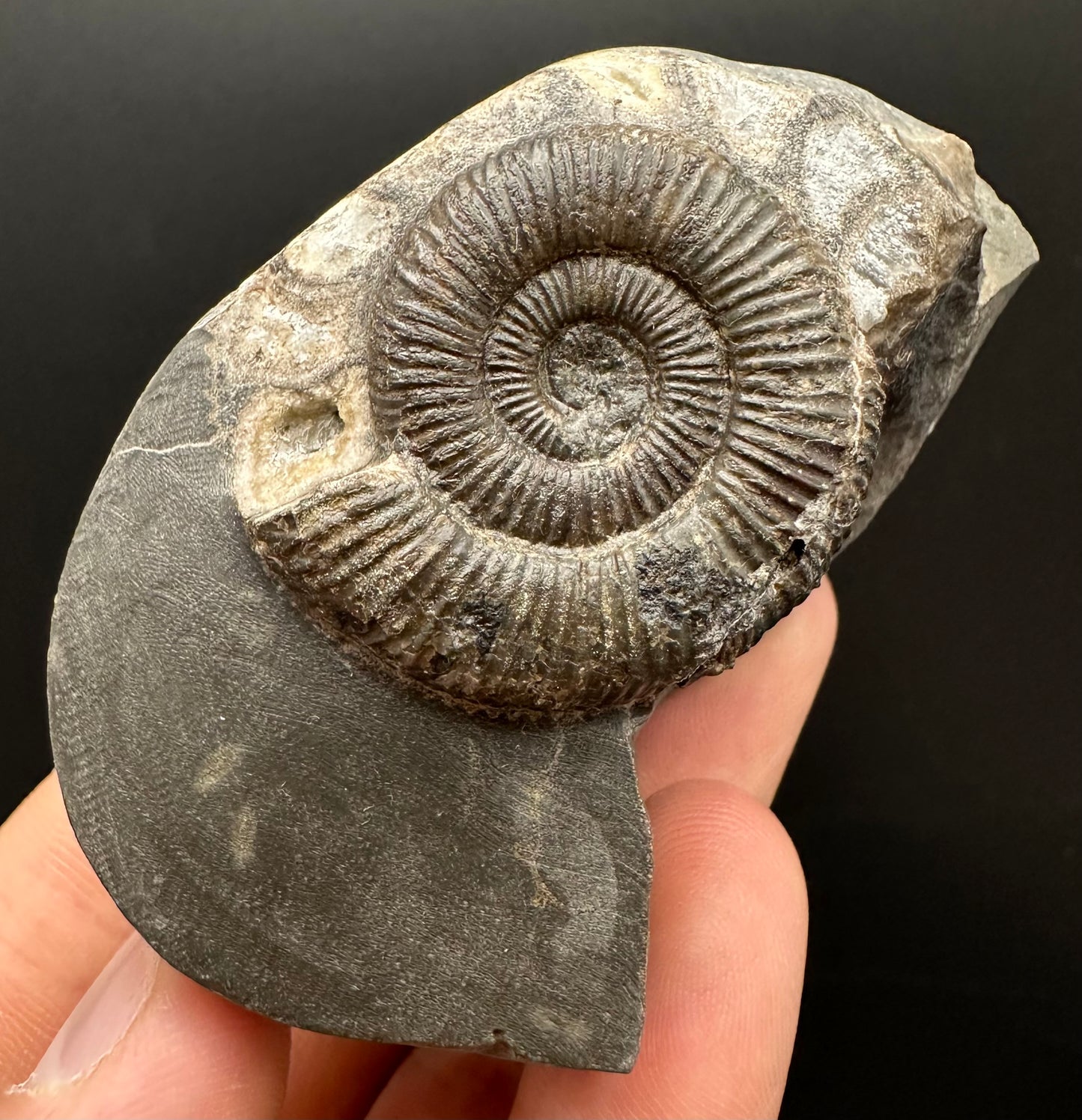 Dactylioceras Ammonite Fossil Gift Set - Whitby, North Yorkshire Jurassic Coast Yorkshire Fossils