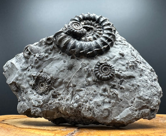 Gagaticeras Ammonite fossil with box and stand - Whitby, North Yorkshire Jurassic Coast Yorkshire Fossils