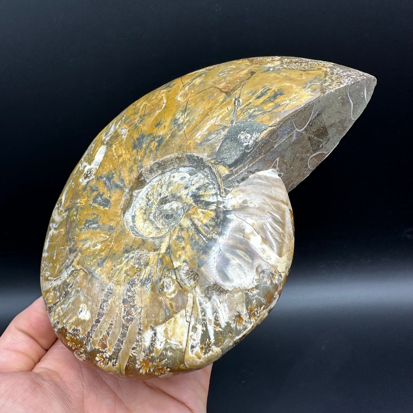 Cleoniceras Ammonite Fossil With Stand - Cretaceous Ammonite Madagascar