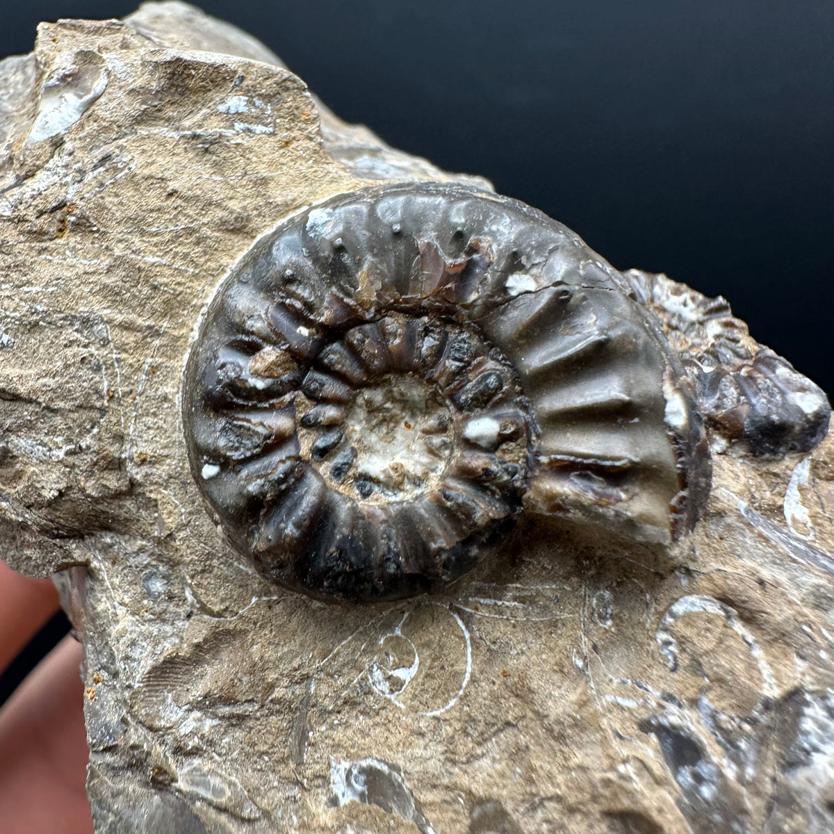 Amaltheus subnodosus Ammonite fossil with stand - Whitby, North Yorkshire Jurassic Coast Yorkshire Fossils