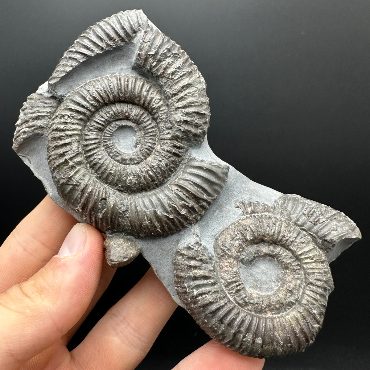 Dactylioceras Ammonite Fossil With Stand - Whitby, North Yorkshire Jurassic Coast Yorkshire Fossils
