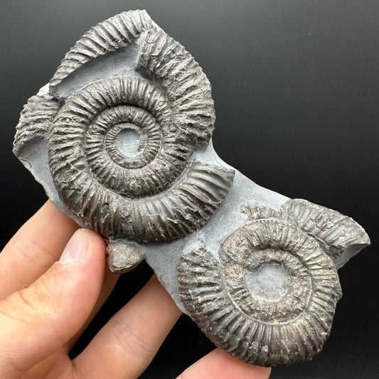 Dactylioceras Ammonite Fossil With Stand - Whitby, North Yorkshire Jurassic Coast Yorkshire Fossils
