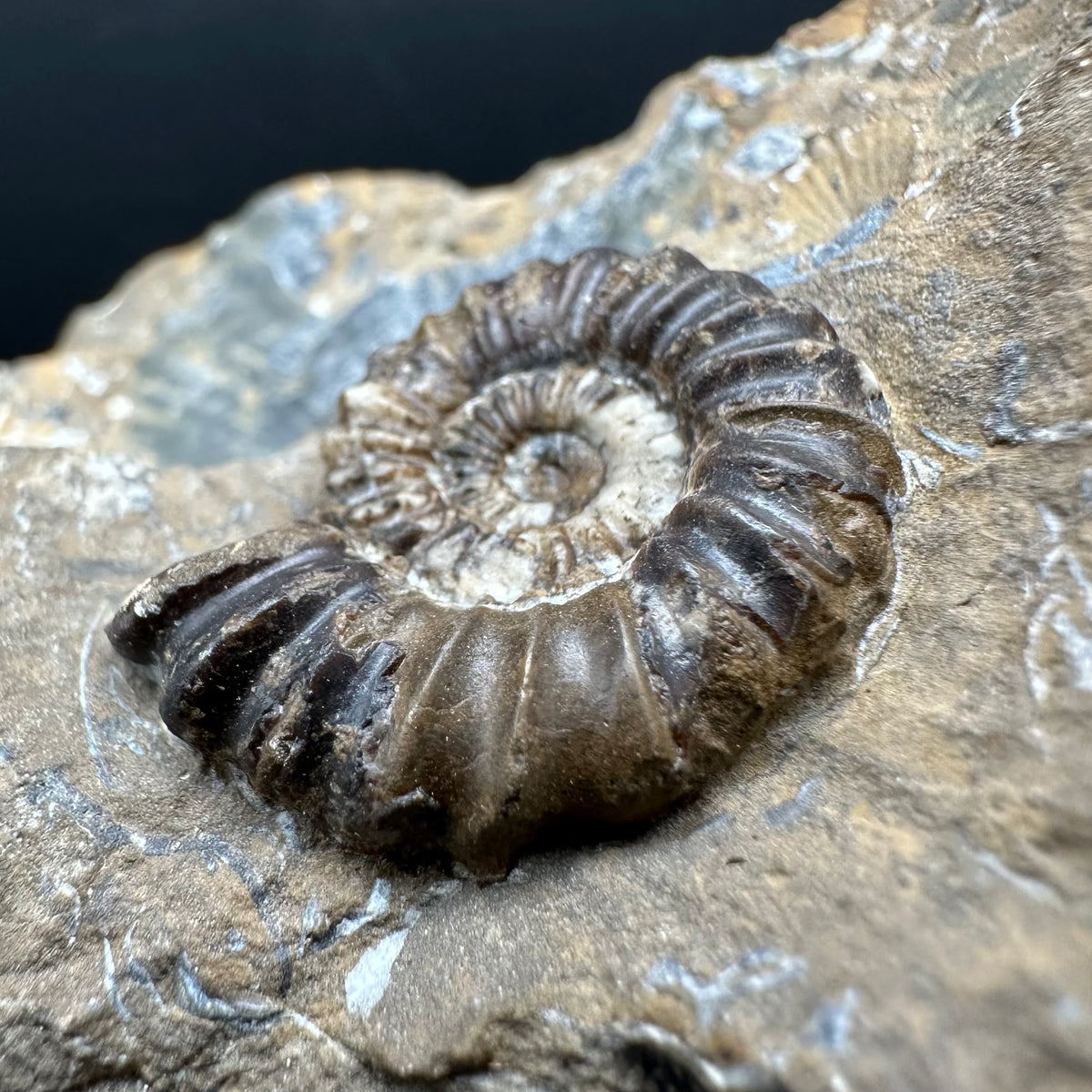 Androgynoceras capricornus Ammonite Fossil With Stand - Whitby, North Yorkshire Jurassic Coast Yorkshire Fossils