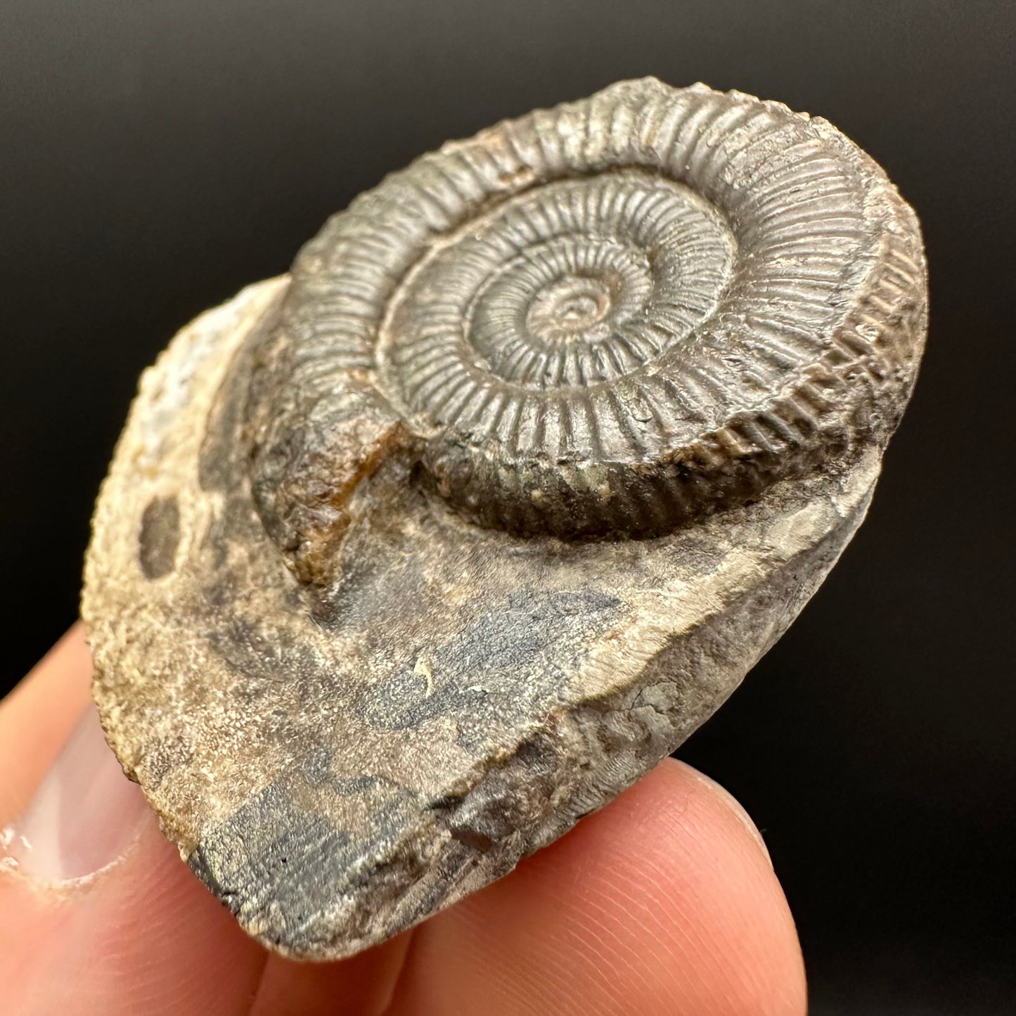 Dactylioceras Ammonite Fossil Gift Set - Whitby, North Yorkshire Jurassic Coast Yorkshire Fossils