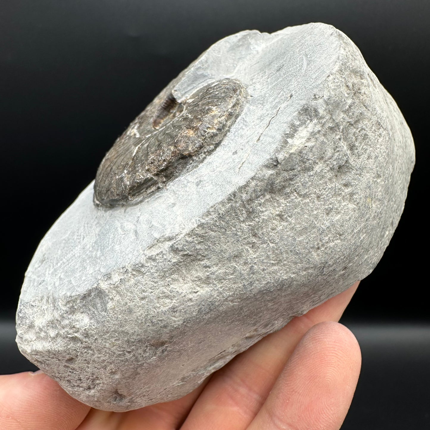 Pseudolioceras lythense Ammonite fossil with box and stand - Whitby, North Yorkshire, Yorkshire Fossils on the Jurassic Coast