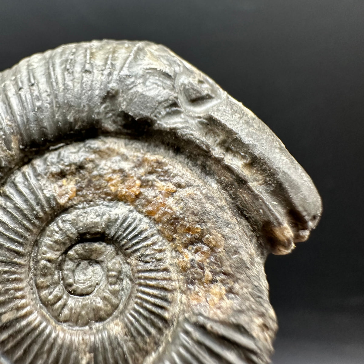 Snakestone Ammonite Fossil With Bag/Box And Stand - Whitby, North Yorkshire Jurassic Coast Yorkshire Fossils