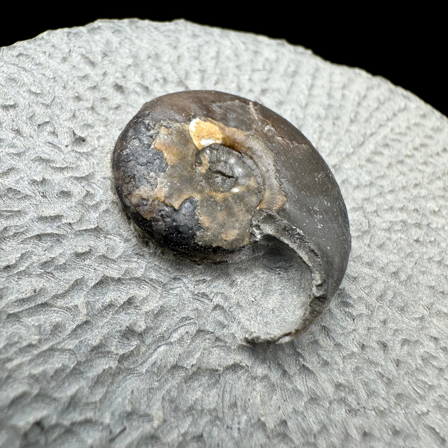 Eleganticeras Elegantulum ammonite fossil with box and stand - Whitby, North Yorkshire Jurassic Coast, Yorkshire Fossils