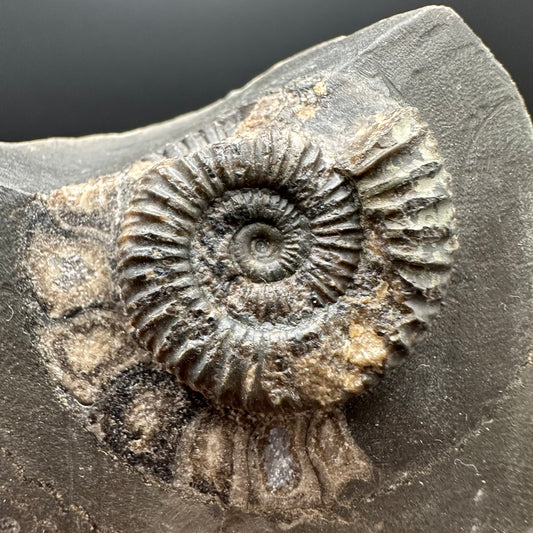 Dactylioceras Ammonite Fossil Gift Set - Whitby, North Yorkshire Jurassic Coast Yorkshire Fossils l