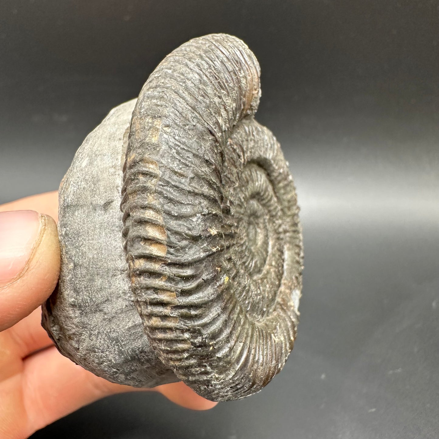 Dactylioceras Ammonite Fossil With box and Stand - Whitby, North Yorkshire Jurassic Coast Yorkshire Fossils