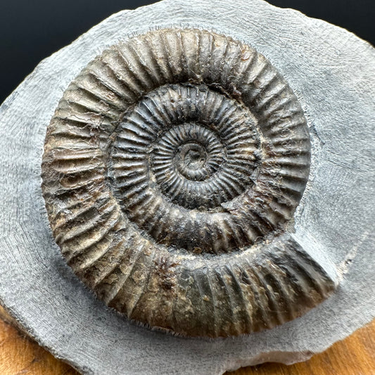 Dactylioceras Ammonite Fossil With box and Stand - Whitby, North Yorkshire Jurassic Coast Yorkshire Fossils