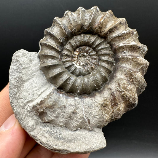 Androgynoceras maculatum ammonite fossil with box and stand - Whitby, North Yorkshire Jurassic Coast Yorkshire Fossils