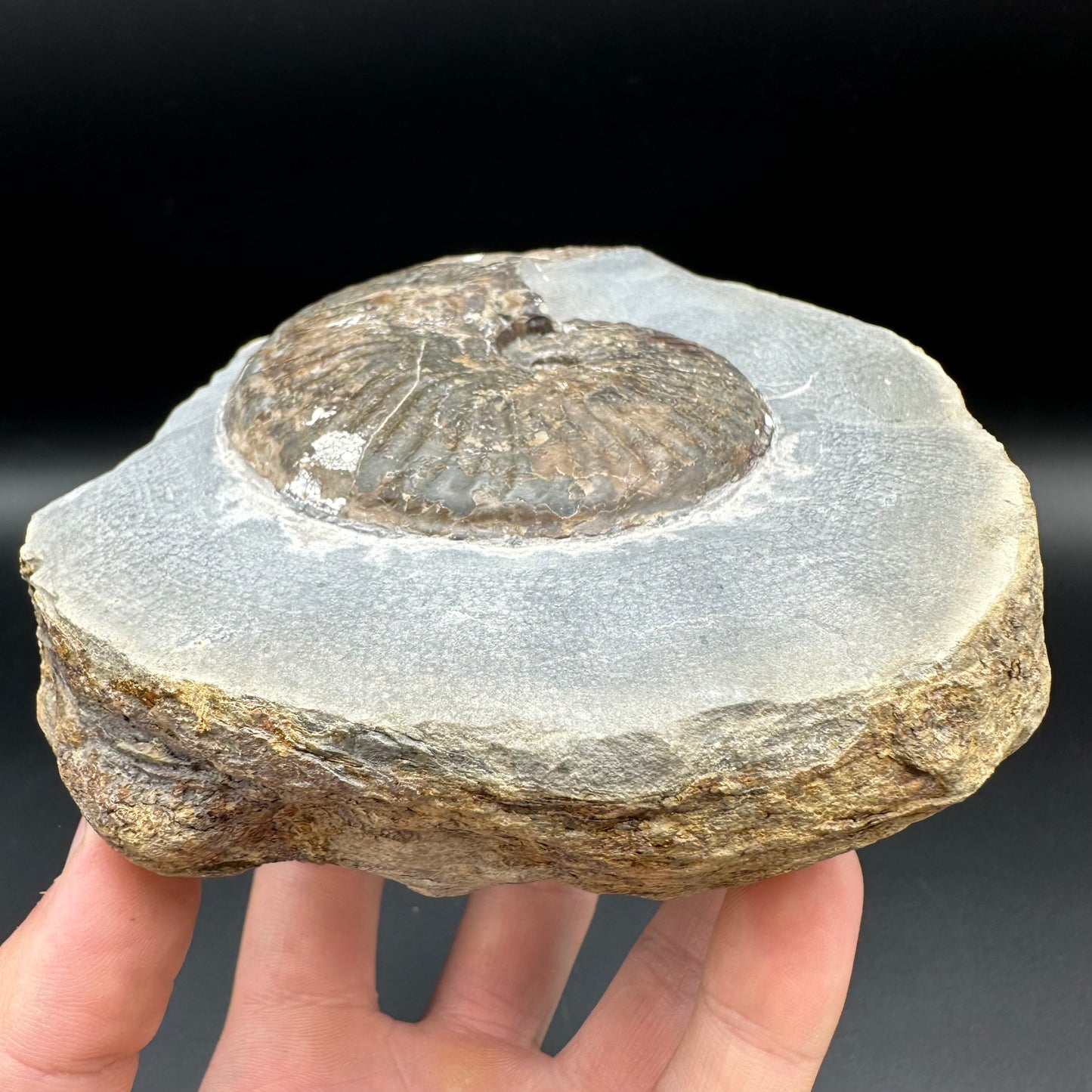 Pseudolioceras lythense ammonite fossil - Whitby, North Yorkshire, Yorkshire Fossils on the Jurassic Coast