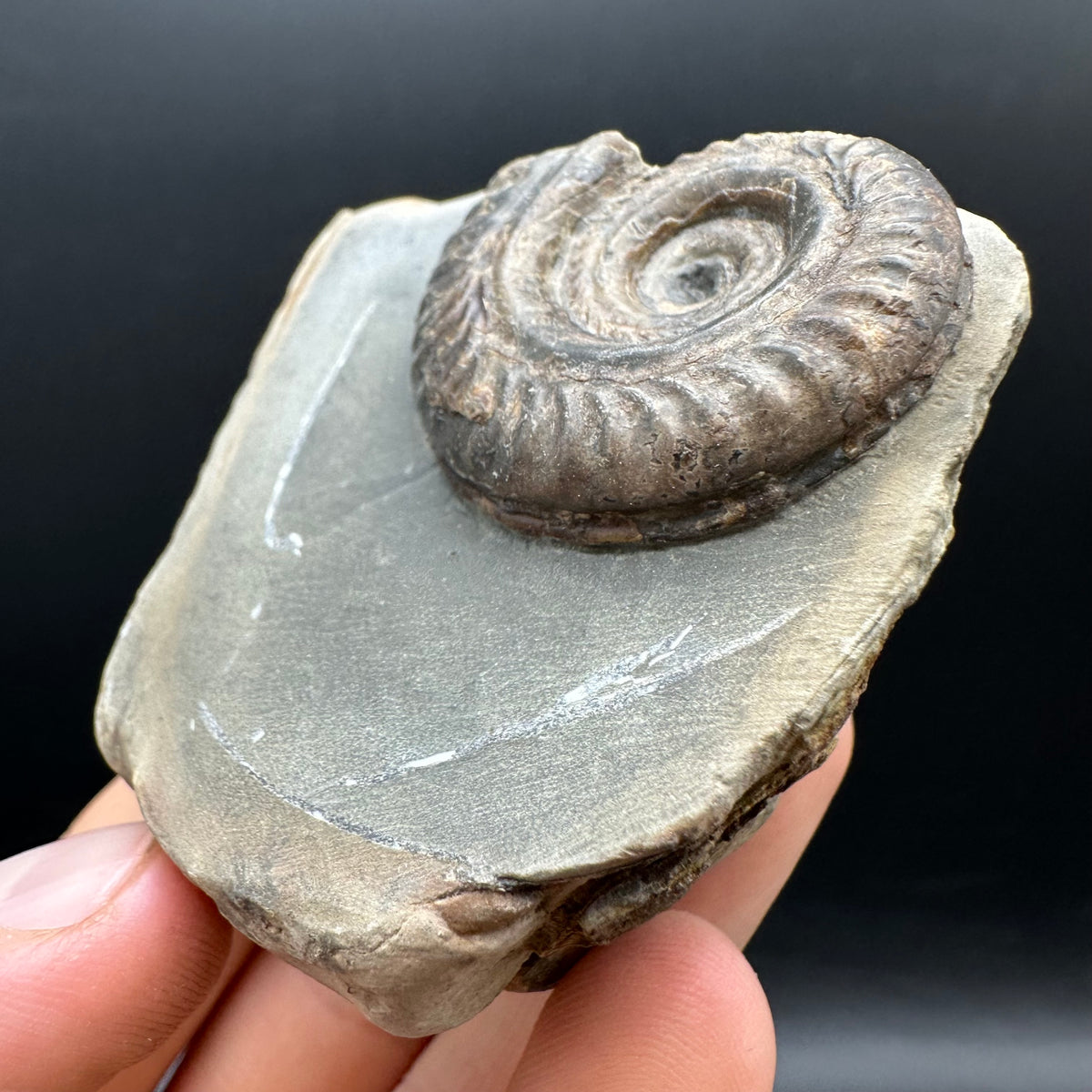 Hildoceras Bifrons Ammonite fossil with stand - Whitby, North Yorkshire Jurassic Coast, Yorkshire Fossils from the Jurassic Coast
