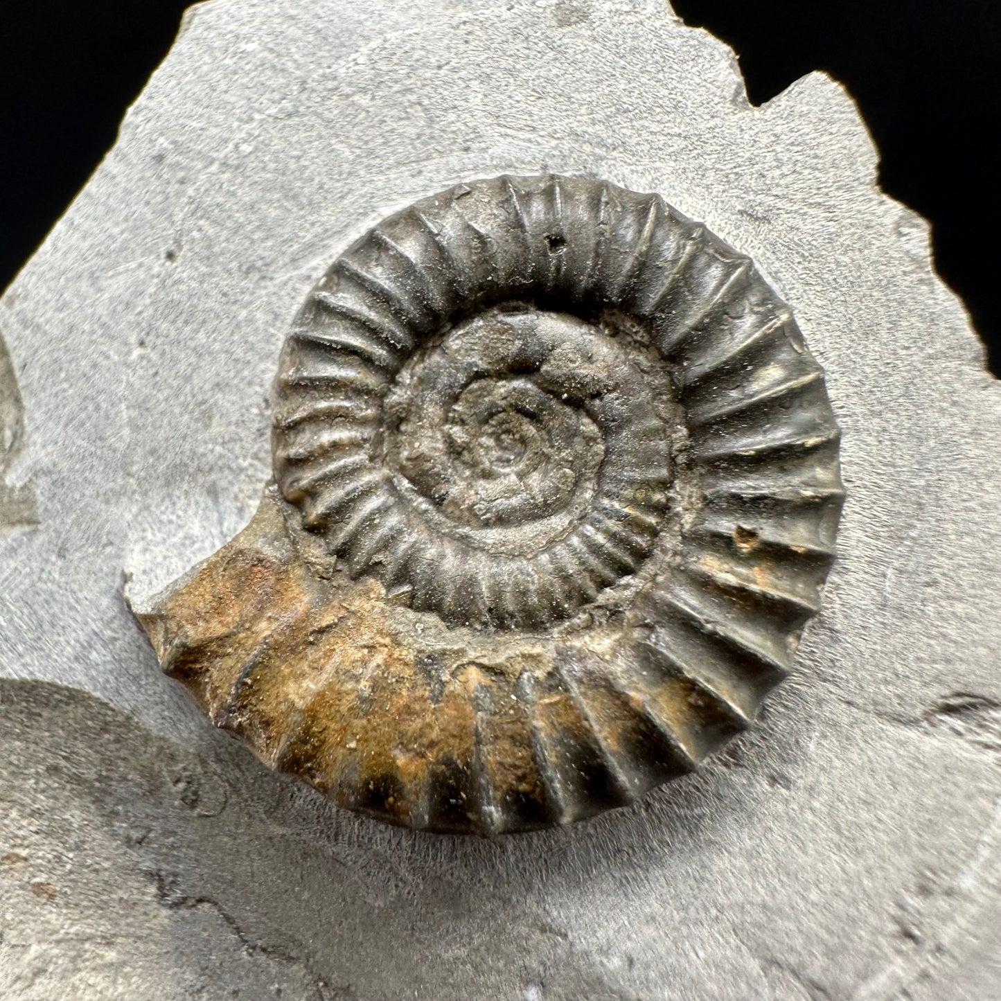 Arnioceras ammonite shell fossil with box and stand - Whitby, North Yorkshire Jurassic Coast Yorkshire Fossils