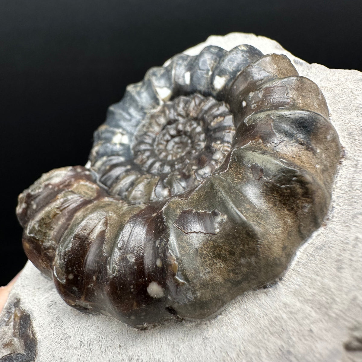 Androgynoceras maculatum ammonite fossil with box and stand - Whitby, North Yorkshire Jurassic Coast Yorkshire Fossils