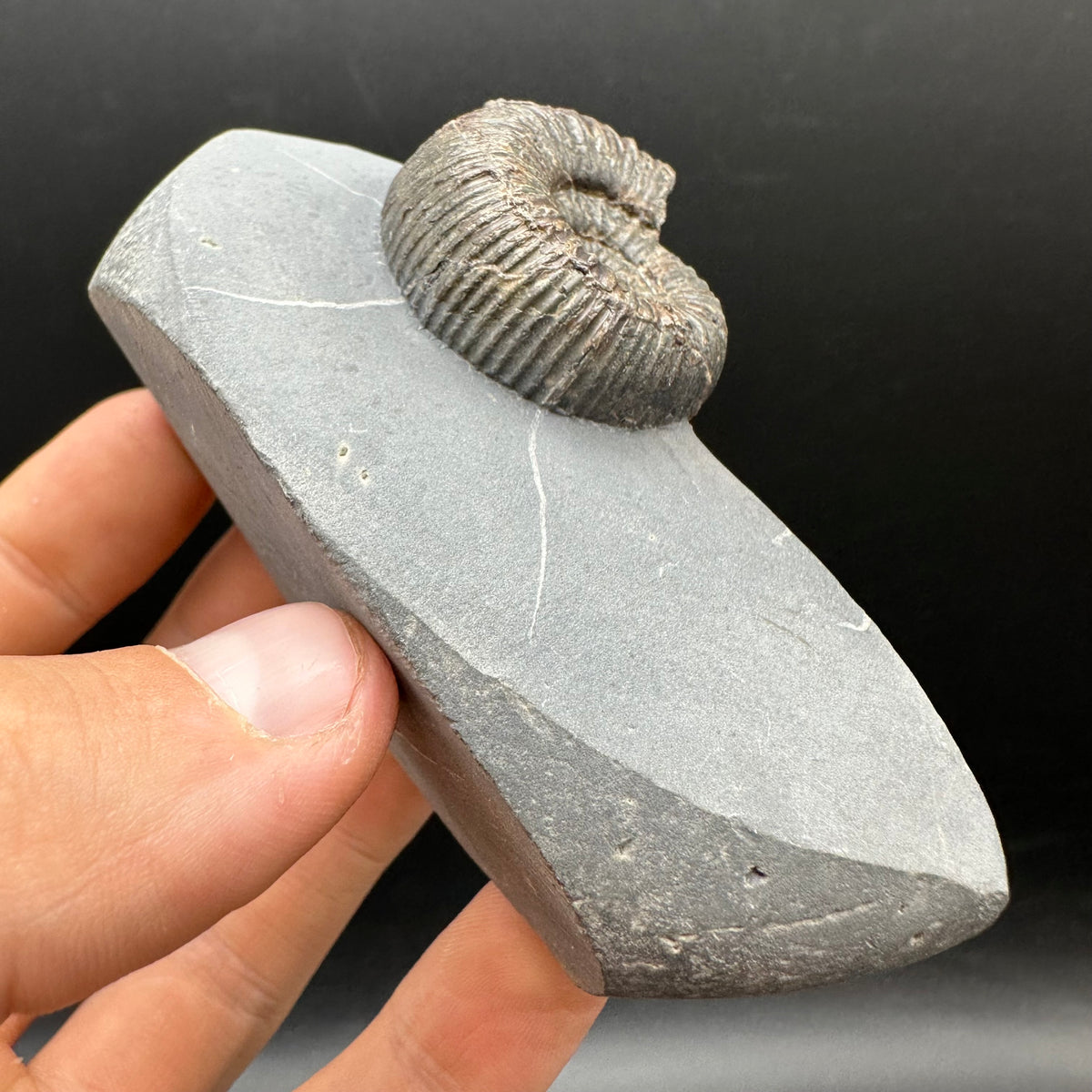 Nodicoeloceras Sp. Ammonite Fossil With Box And Stand - Whitby, North Yorkshire Jurassic Coast Yorkshire Fossils