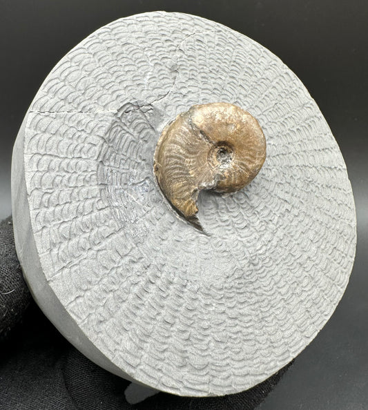 Eleganticeras Elegantulum ammonite with box and stand - Whitby, North Yorkshire Jurassic Coast, Yorkshire Fossils