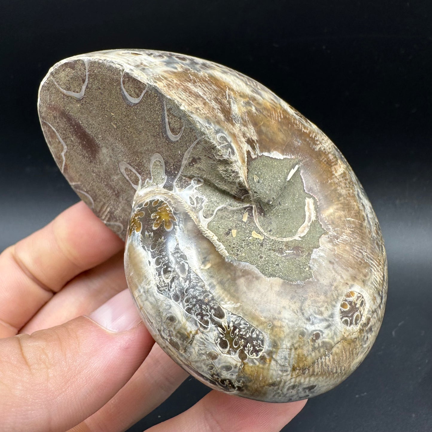 Phylloceras Ammonite Fossil With Box And Stand - Cretaceous Ammonite Madagascar