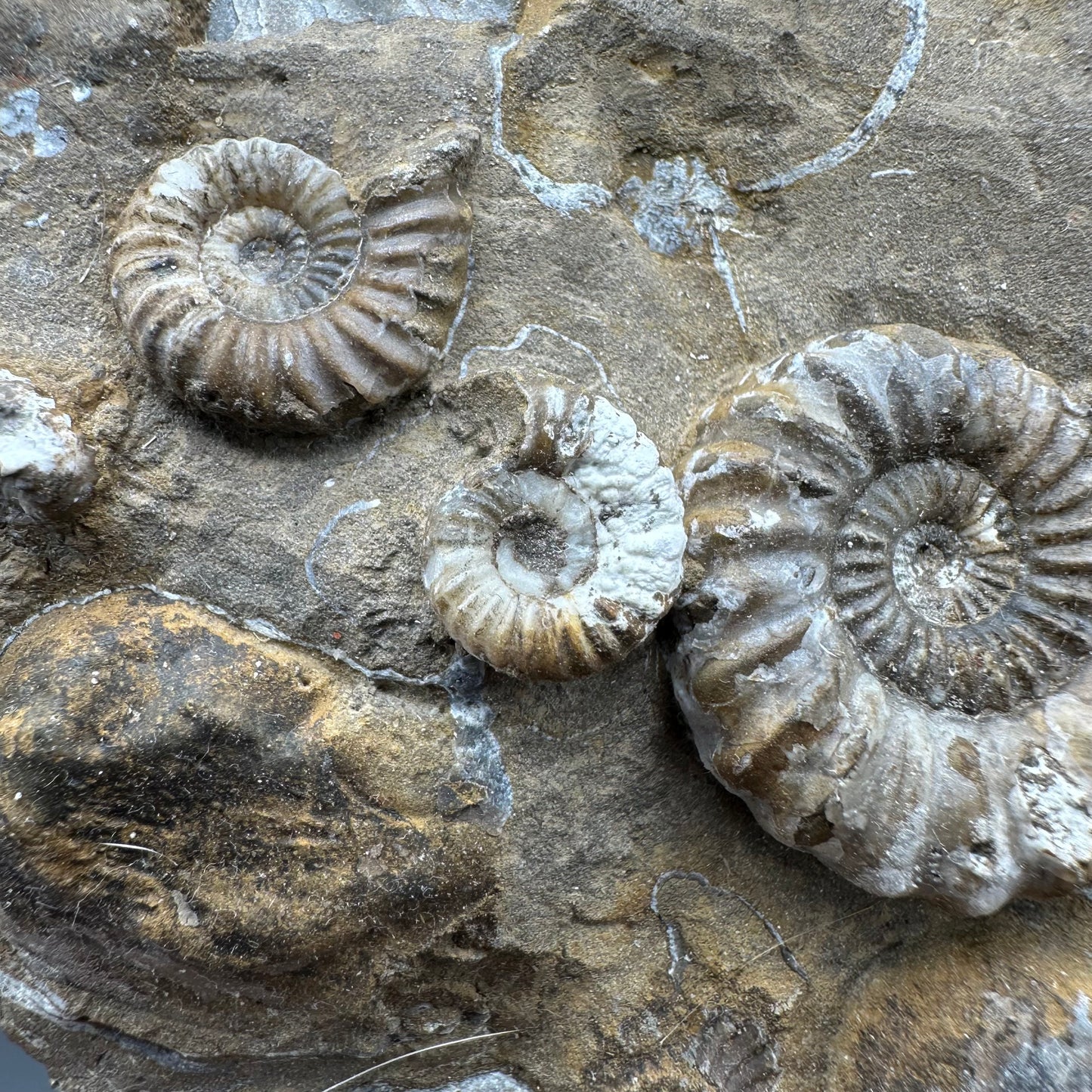 Androgynoceras Capricornus ammonite fossil - Whitby, North Yorkshire Jurassic Coast Yorkshire Fossils