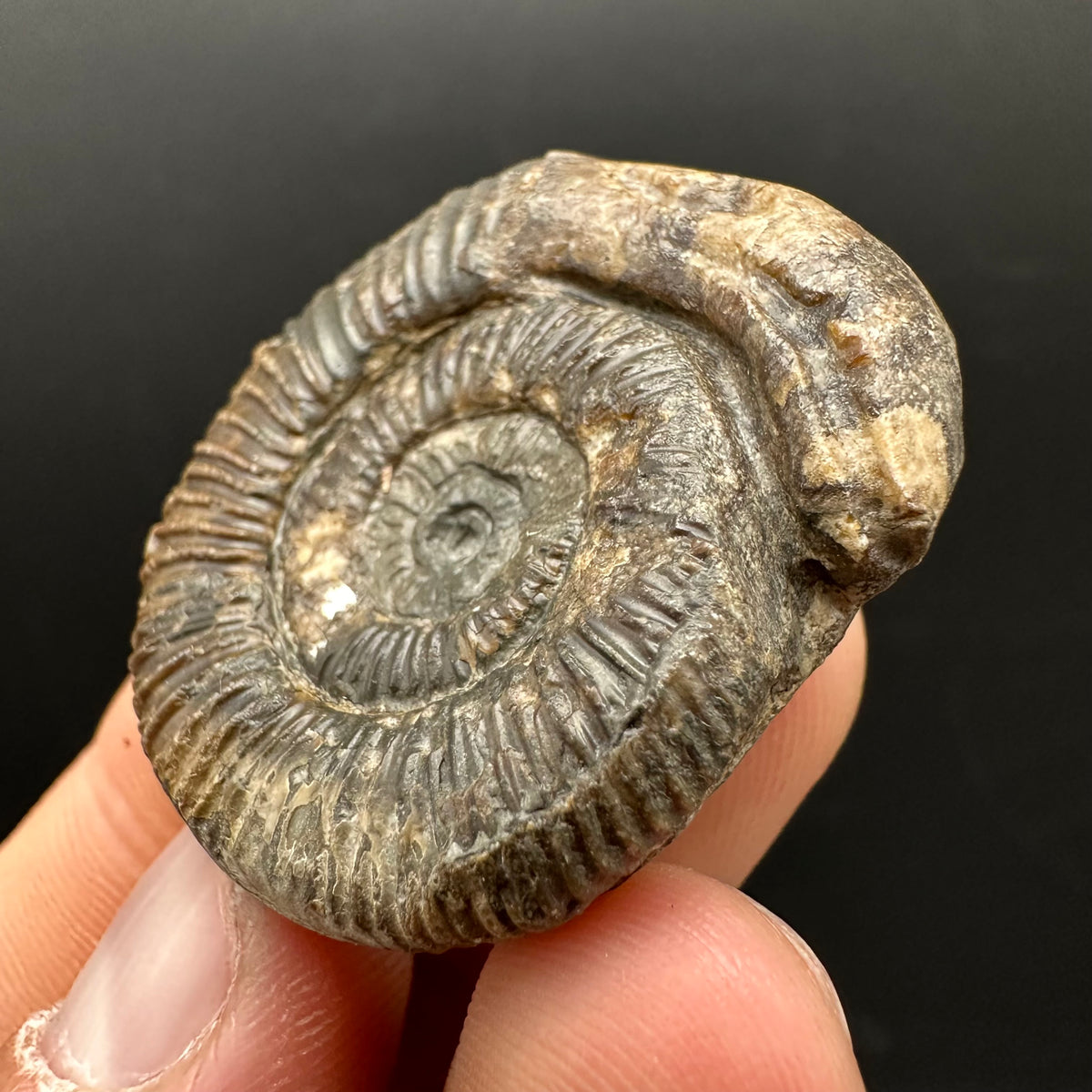 Snakestone Ammonite Fossil With Bag/Box And Stand - Whitby, North Yorkshire Jurassic Coast Yorkshire Fossils