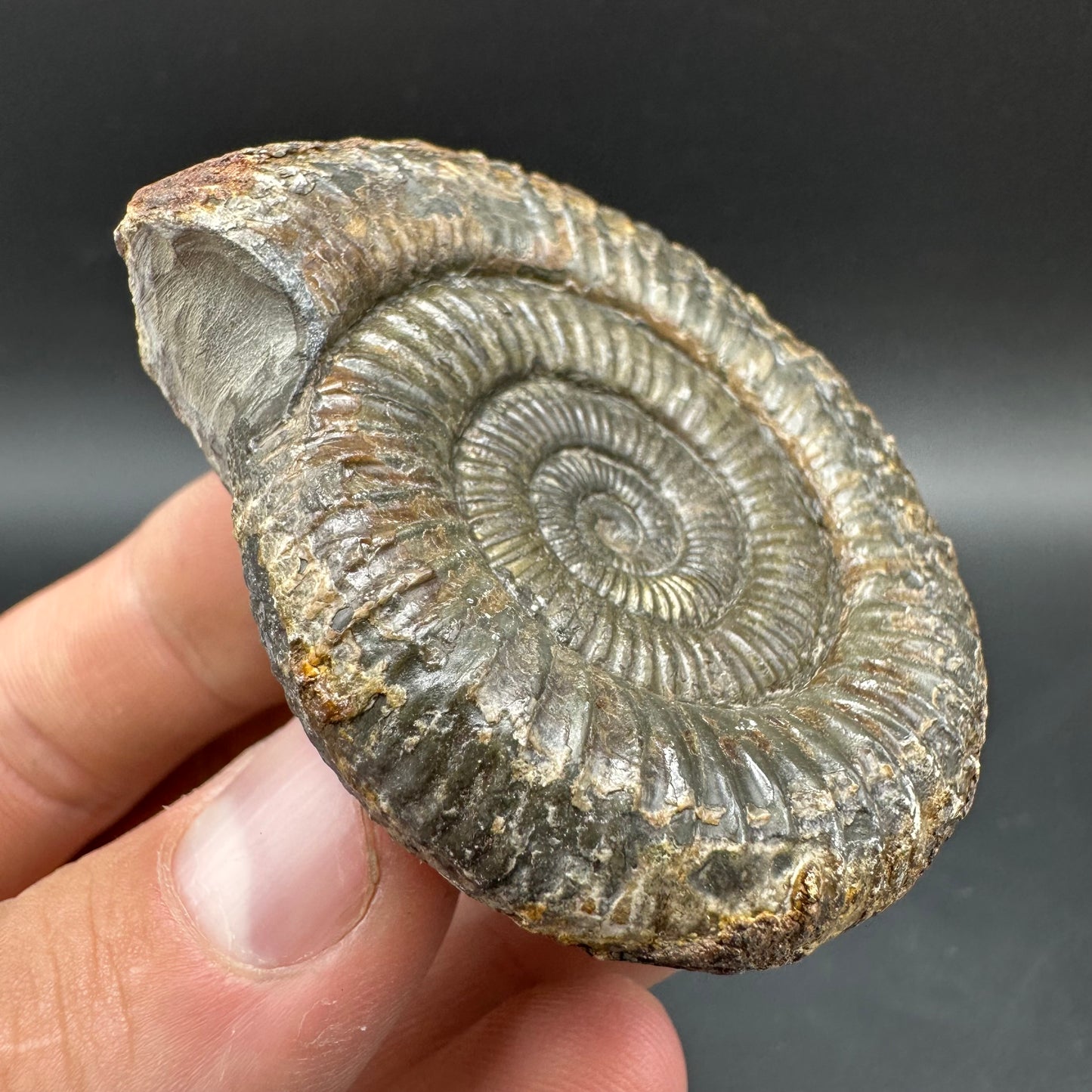 Dactylioceras Ammonite Fossil With box and Stand - Whitby, North Yorkshire Jurassic Coast Yorkshire Fossils