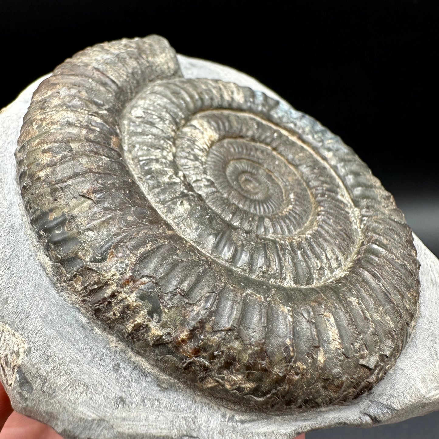 Iridescent Dactylioceras Ammonite Fossil With Box And Stand - Whitby, North Yorkshire Jurassic Coast Yorkshire Fossils