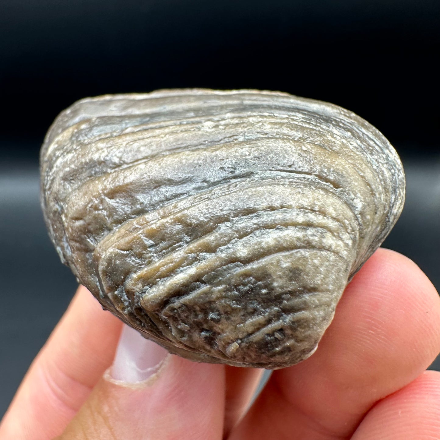 Shell fossil with tin and stand - Whitby, North Yorkshire, Jurassic Coast, Yorkshire Fossils