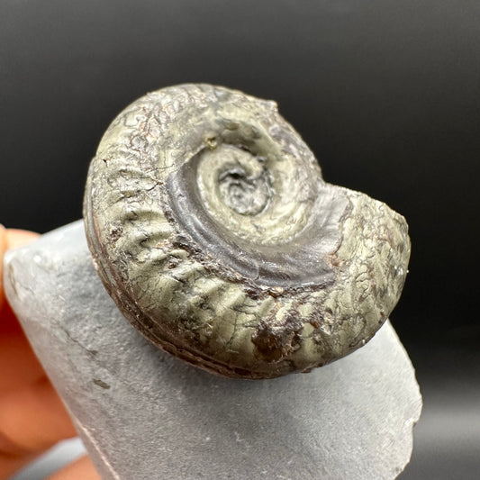 Hildoceras Bifrons Ammonite fossil with stand - Whitby, North Yorkshire Jurassic Coast, Yorkshire Fossils from the Jurassic Coast