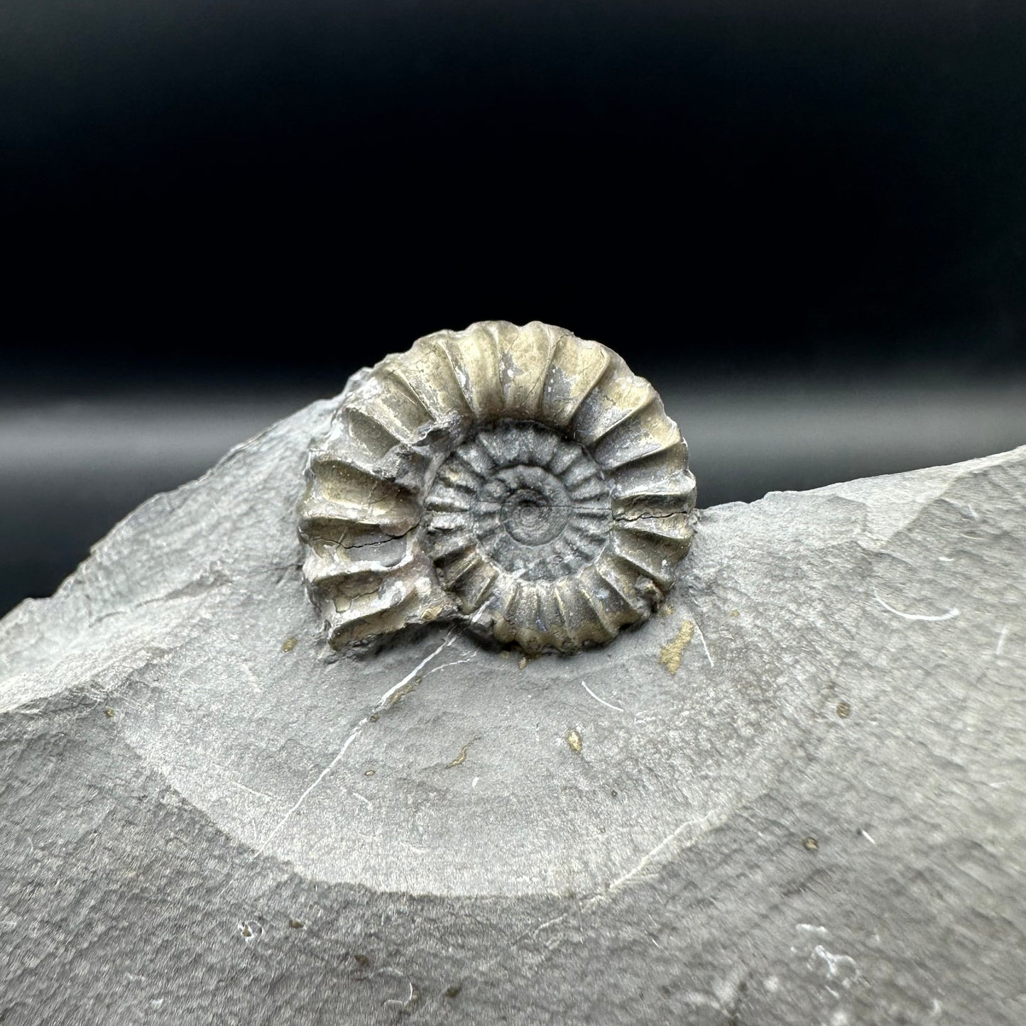 Promicroceras ammonite shell fossil with box and stand - Whitby, North Yorkshire Jurassic Coast Yorkshire Fossils