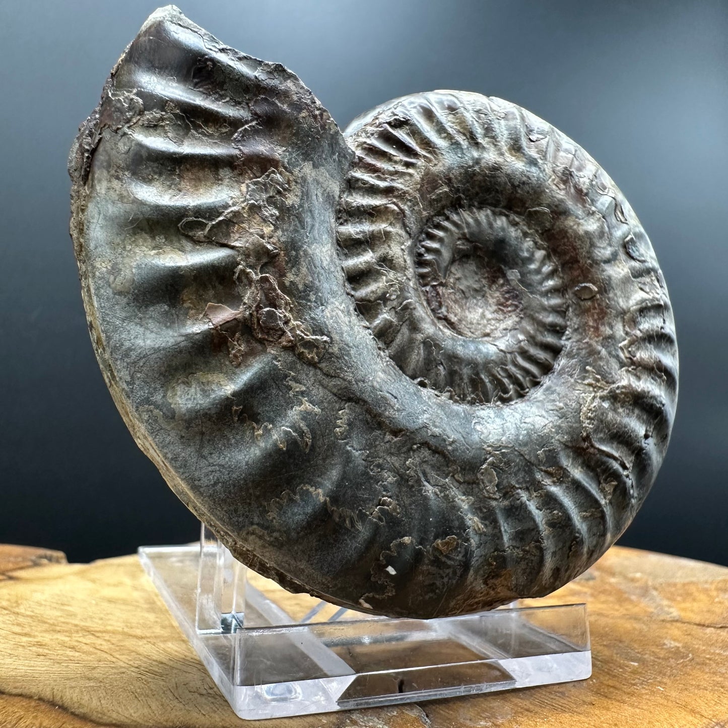 Hildoceras lusitanicum Ammonite fossil with box and stand - Whitby, North Yorkshire, Jurassic Coast, Yorkshire Fossils from the Jurassic Coast