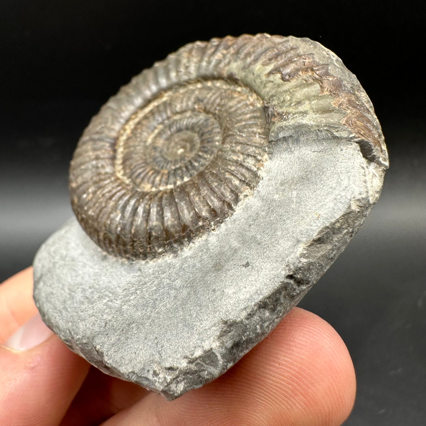 Dactylioceras Ammonite Fossil With box and Stand - Whitby, North Yorkshire Jurassic Coast Yorkshire Fossils