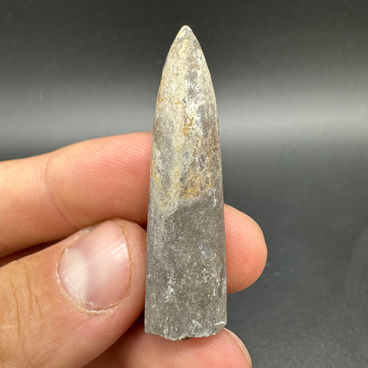 Belemnite (Fossil Squid) shell fossil - Whitby, North Yorkshire Jurassic Coast Yorkshire Fossils