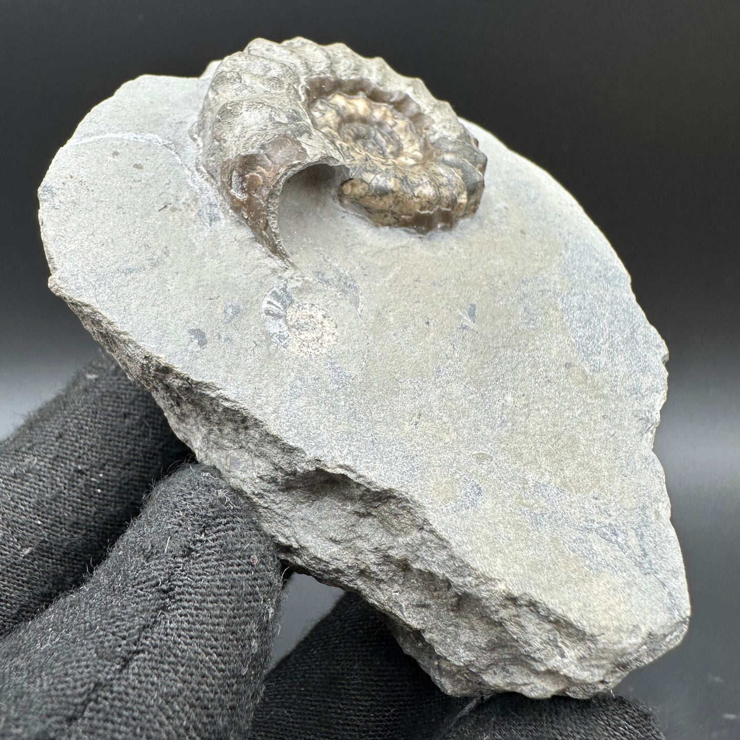 Eugassiceras Ammonite shell fossil with box and stand - Whitby, North Yorkshire Jurassic Coast Yorkshire Fossils