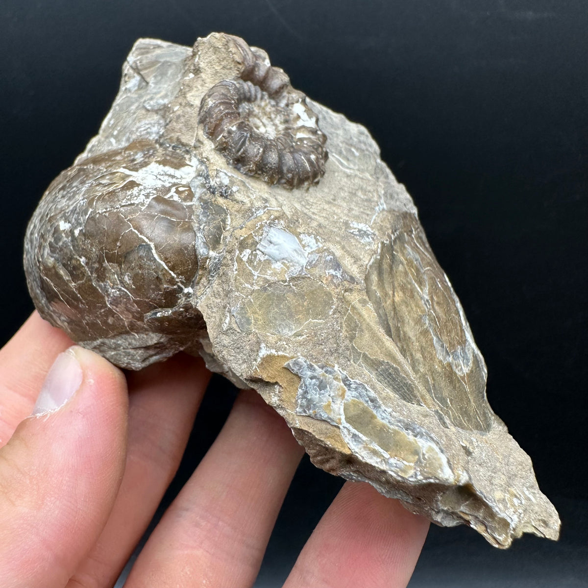 Androgynoceras capricornus Ammonite Fossil With Stand - Whitby, North Yorkshire Jurassic Coast Yorkshire Fossils