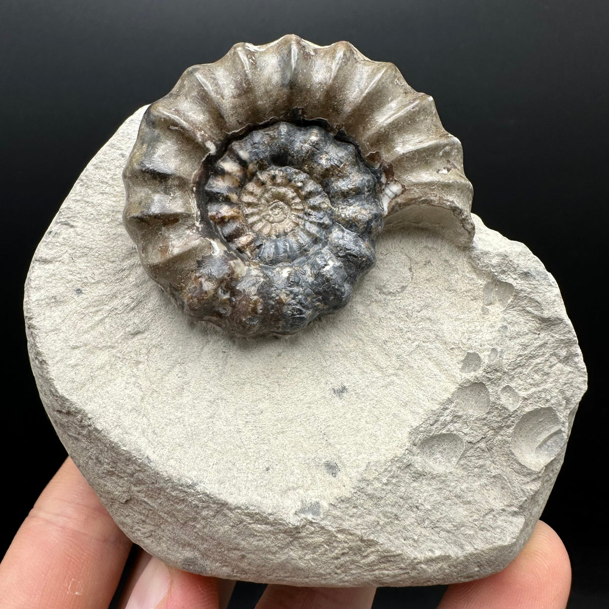 Androgynoceras maculatum ammonite fossil with box and stand - Whitby, North Yorkshire Jurassic Coast Yorkshire Fossils