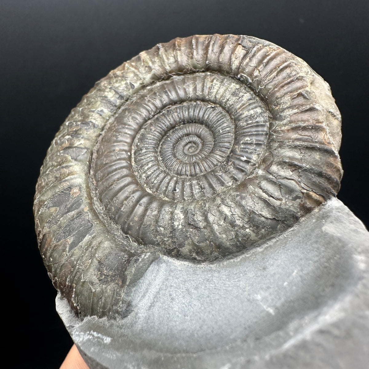 Dactylioceras Ammonite nodule (split pair) Fossil With Box And Stand - Whitby, North Yorkshire Jurassic Coast Yorkshire Fossils