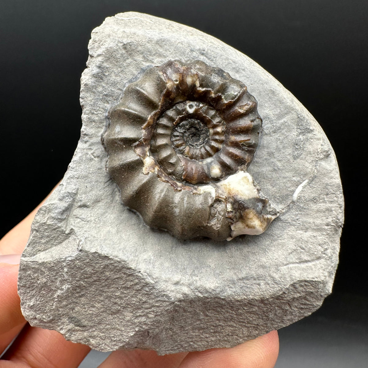 Androgynoceras maculatum ammonite fossil with box and stand - Whitby, North Yorkshire Jurassic Coast Yorkshire Fossils