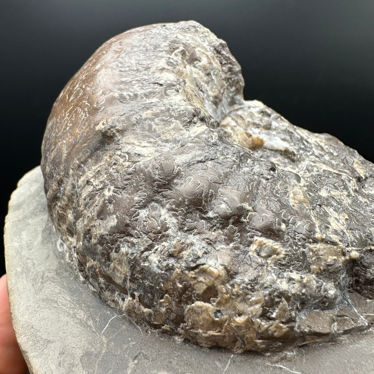Liparoceras ammonite fossil stand - Whitby, North Yorkshire Jurassic Coast Yorkshire Fossils